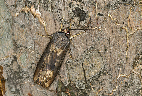 Noctuelles