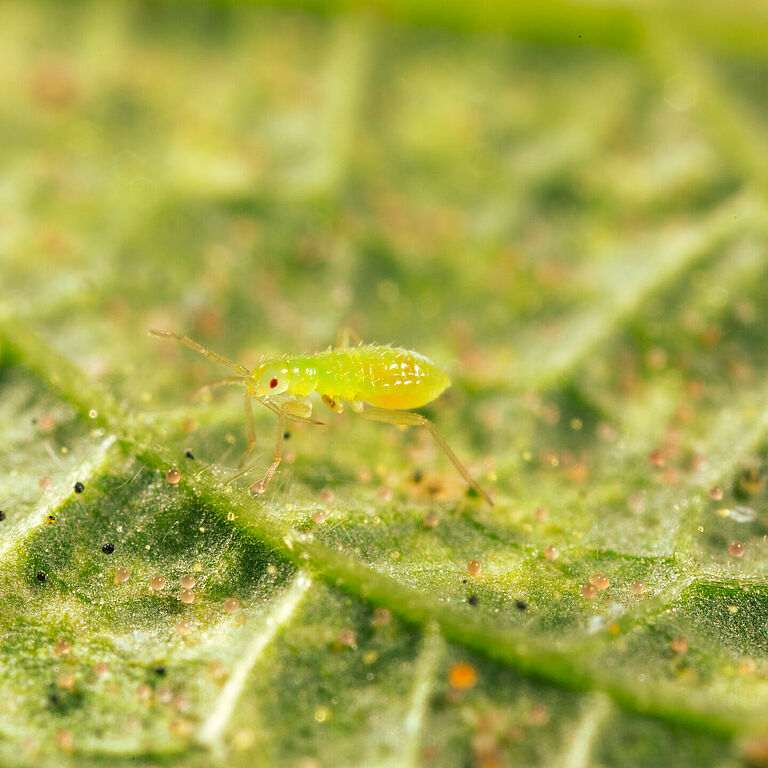 Macrolophus pygmaeus jeune nymphe