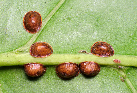 Cochenille du caféier