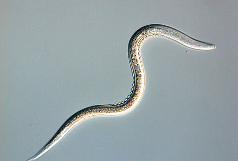 Nouvelle formulation disponible pour Larvanem