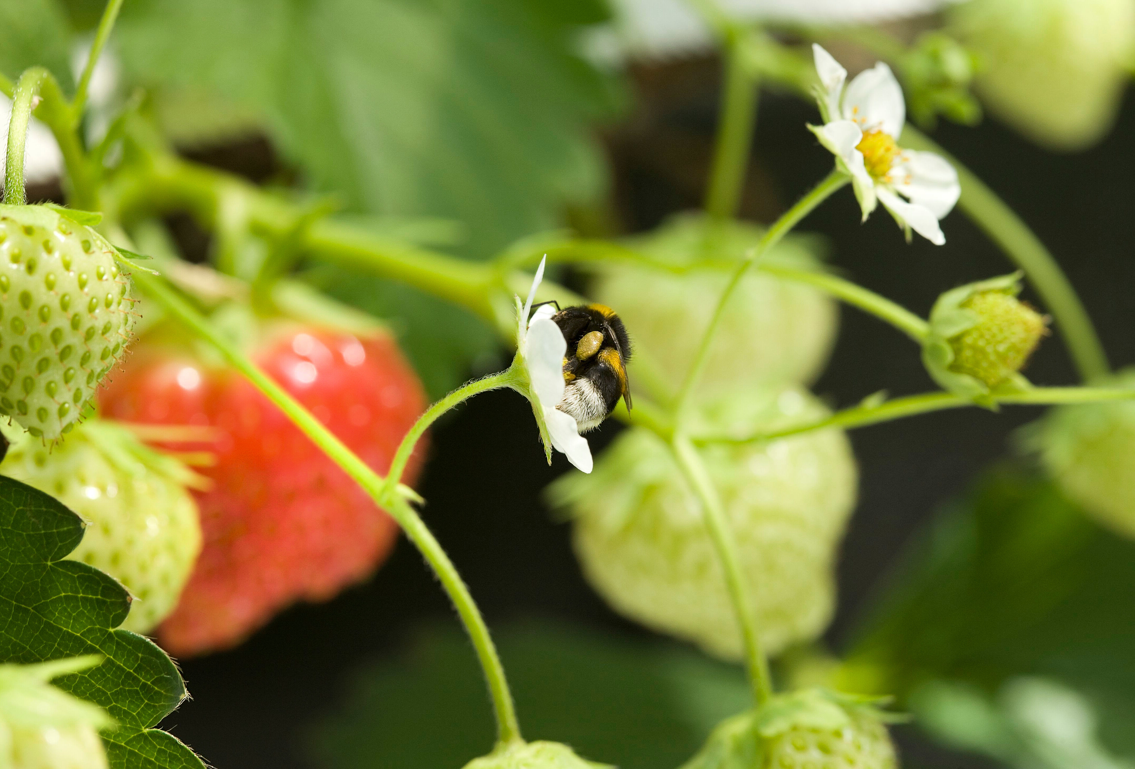Piqûres de bourdons