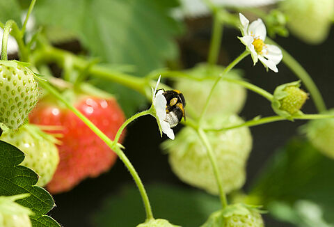 Traitement des piqûres de bourdons et allergies
