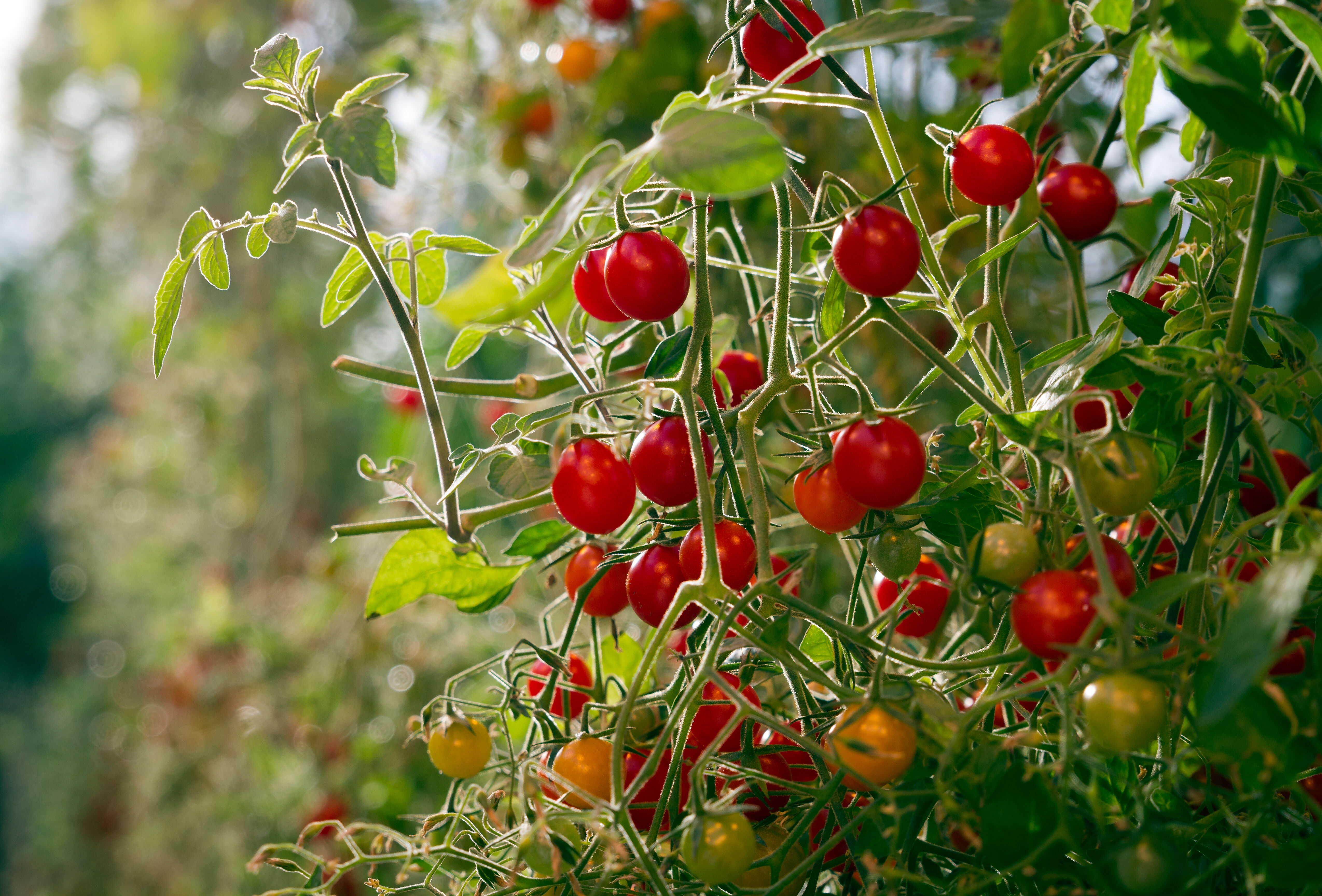 Virus des cultures : les mesures prophylactiques conseillées pour éviter la contamination