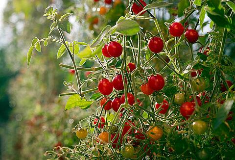 Virus des cultures : les mesures prophylactiques conseillées pour éviter la contamination