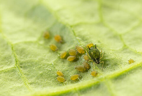 PUCERONS : associer parasitoïdes et prédateurs pour protéger naturellement vos cultures
