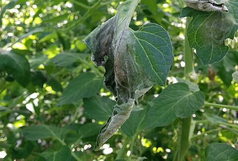 Brûlure phytophthoréenne (Mildiou de la tomate et de la pomme de terre)