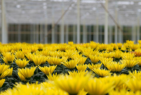 Chrysanthème