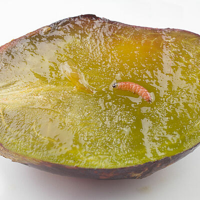 Red plum maggot Cydia funebrana Larva in a plum