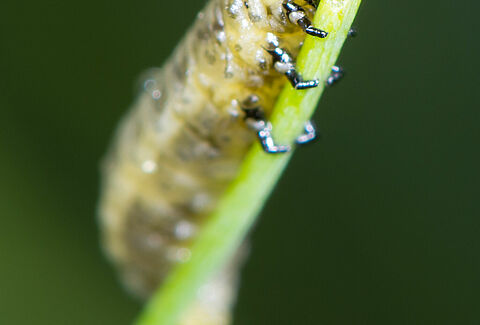 Criocère de l’asperge