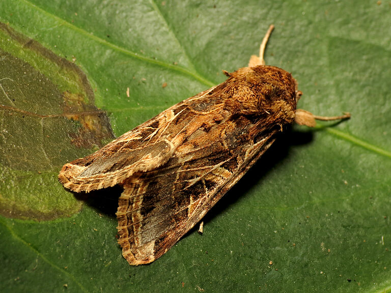 Cotton leafworm Spodoptera littoralis