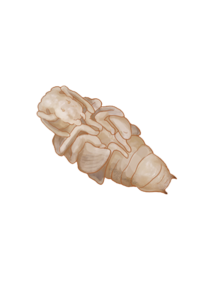 Vine weevil Otiorhynchus sulcatus pupa