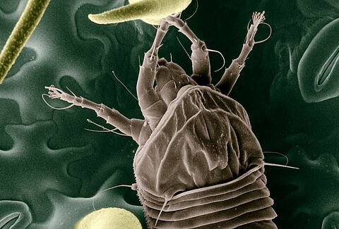 Acarien responsable de l'acariose bronzée