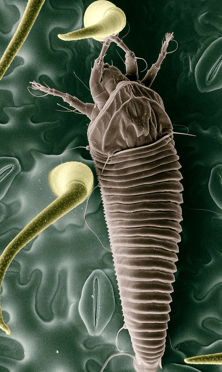 Tomato russet mite Aculops lycopersici adult illustration
