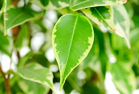 Plantes vertes en pot