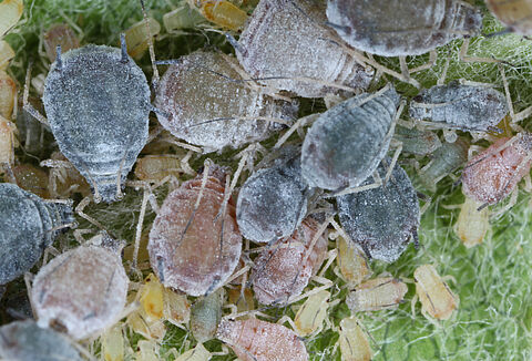 Puceron cendré du pommier