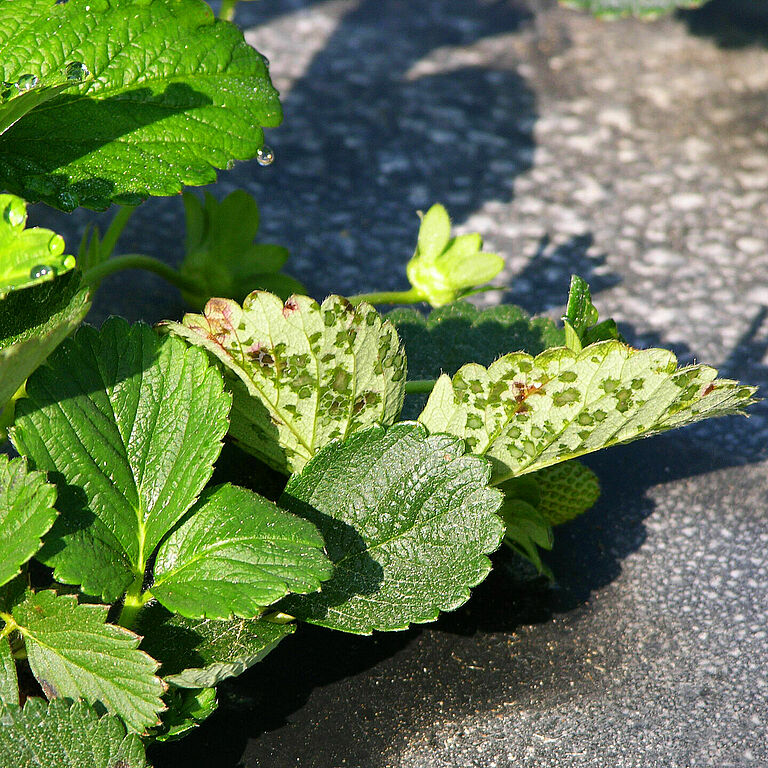Angular leaf spot Xanthomonas fragariae