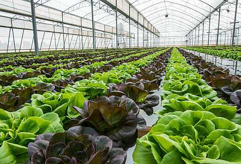 Vous cherchez des biosolutions pour protéger vos salades des ravageurs ?