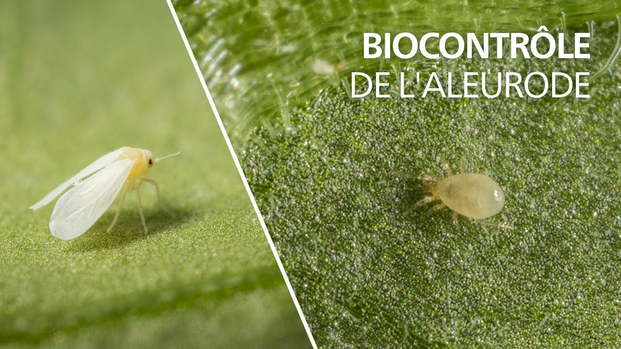 Biocontrôle de l'aleurode avec l'acarien prédateur Amblyseius swirskii