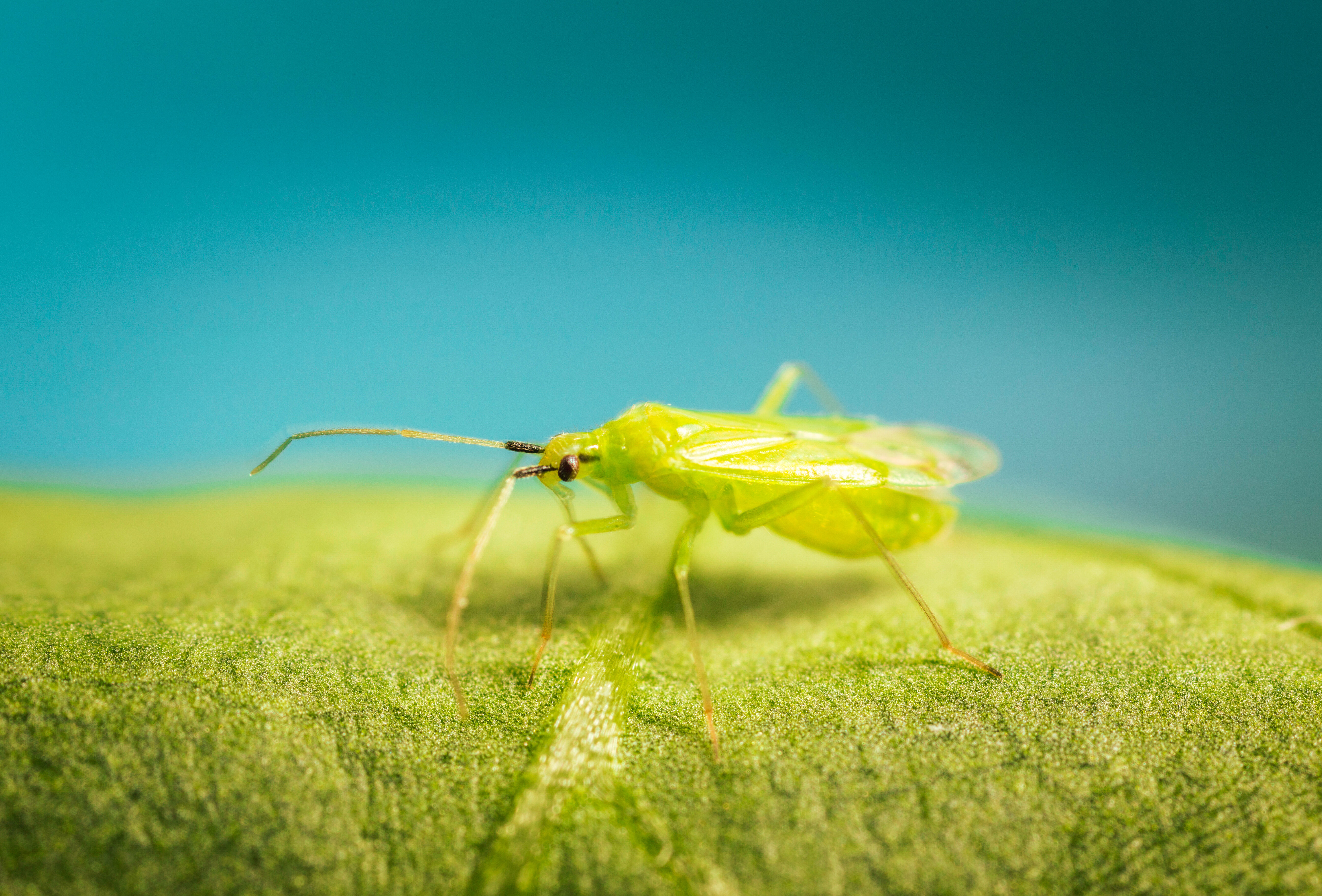 Mirical, prêt à réaliser des miracles !