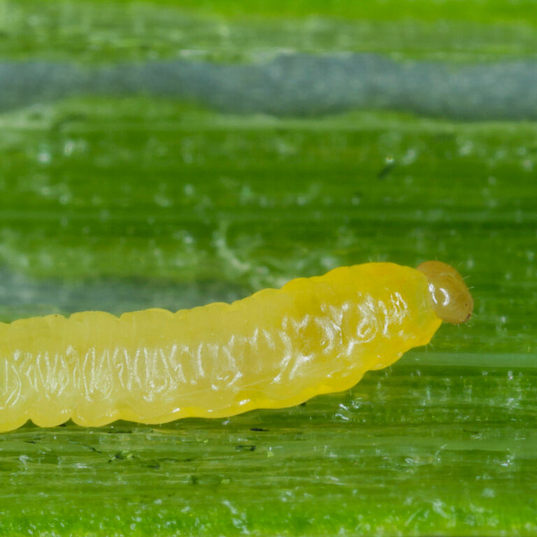 Adult stadium of the leek moth Acrolepiopsis assectella