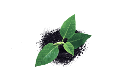 Santé des plantes