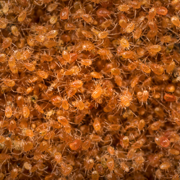 Phytoseiulus persimilis