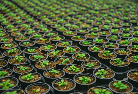 La santé de vos plants, c'est dans nos plans