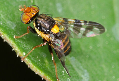 Mouche de la cerise