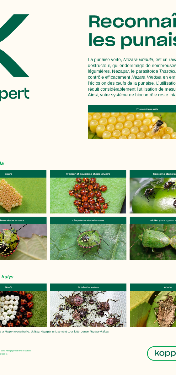 Reconnaître les punaises