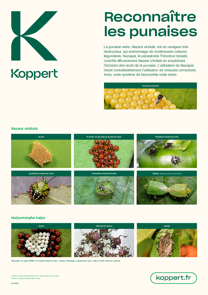 Reconnaître les punaises