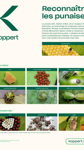 Nezapar poster