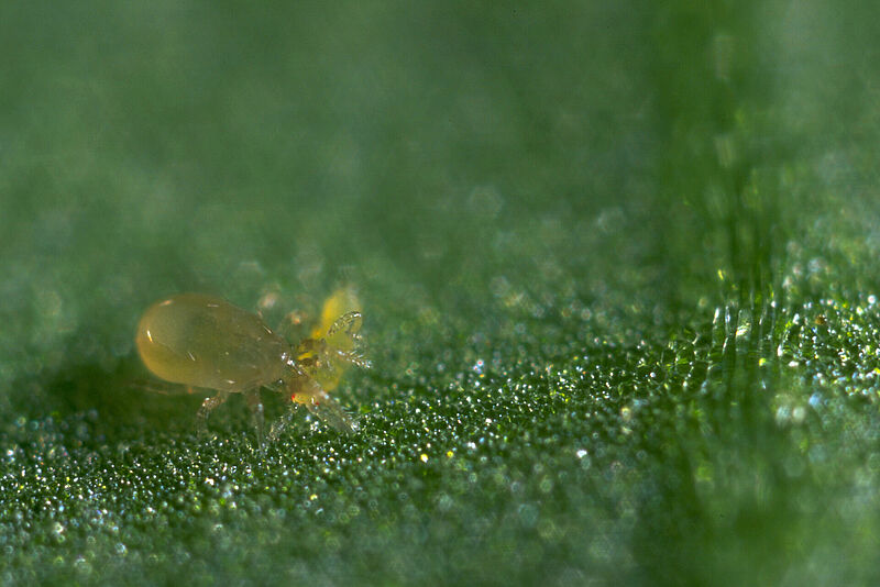 Neoseiulus_cucumeris_Koppert_Biological_Systems-4.jpg