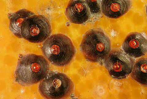 Pou rouge de Floride