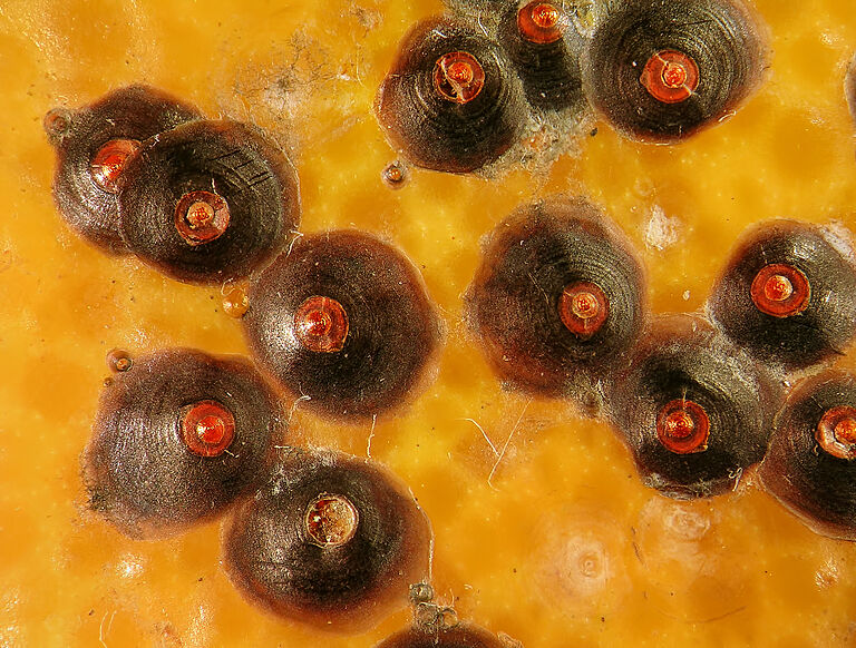 Circular scale Chrysomphalus aonidum