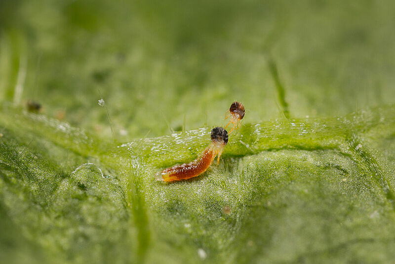 Feltiella_acarisuga_Koppert_Biological_Systems-7.jpg