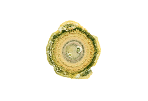 Gestion des maladies des plantes