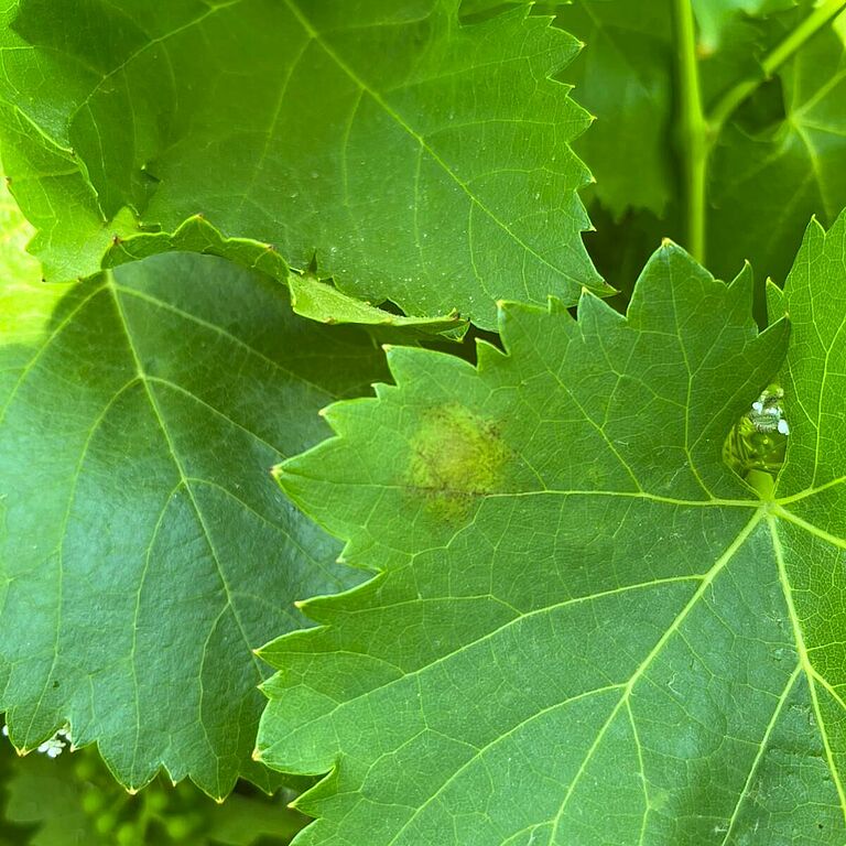First visible leaf symptom of grape downy mildew, showing the characteristic “oil spot”.