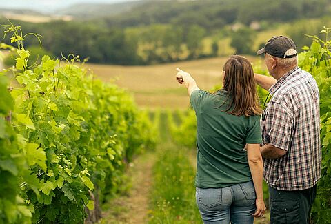Lutte efficace contre les maladies foliaires de la vigne avec AXPERA / Tiagan