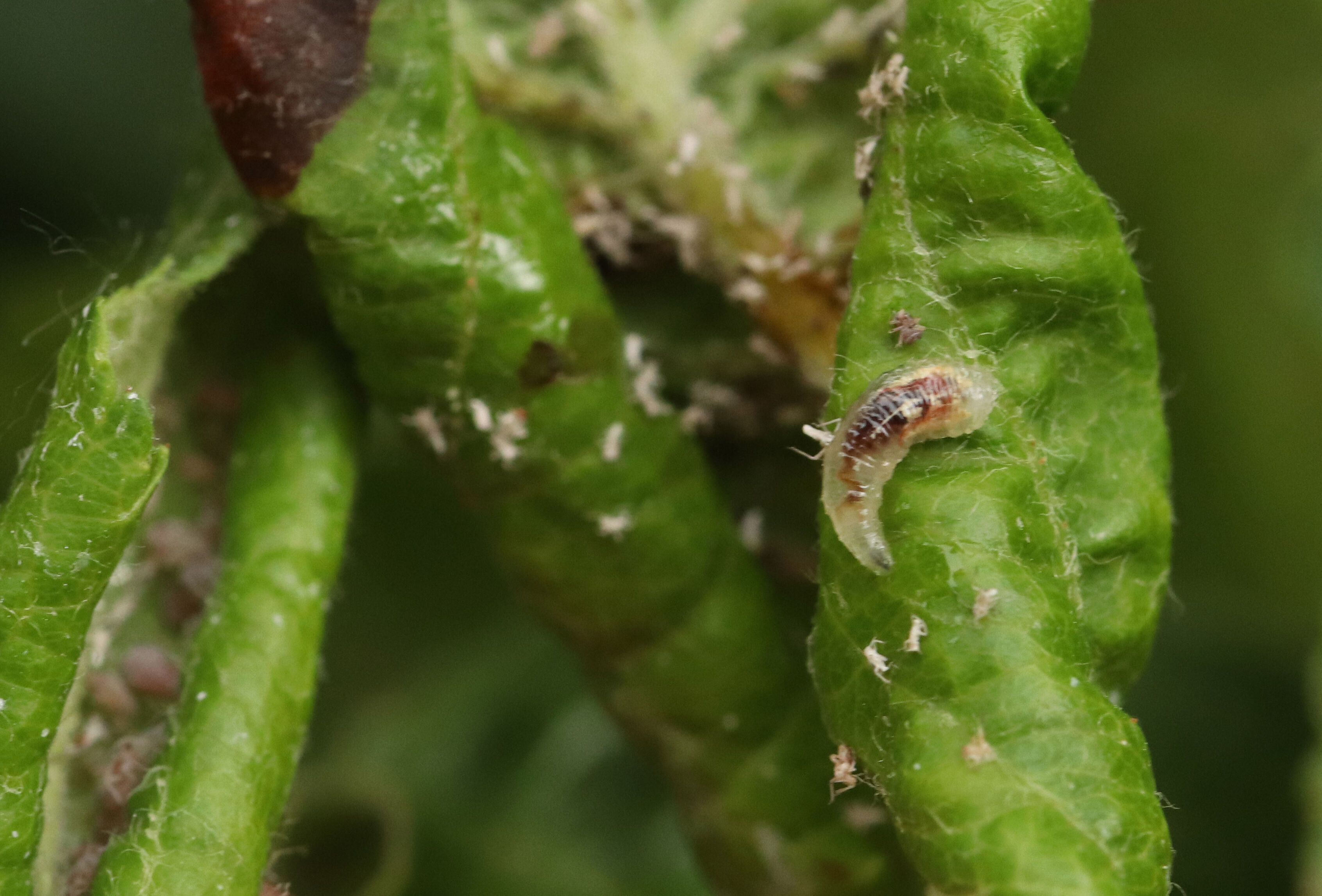 Syrphe ROPHORIA, un nouvel auxiliaire Koppert pour faire face aux pucerons !