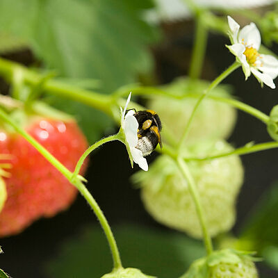 Bumblebee (Bombus terrestris) pollinating strawberry flower