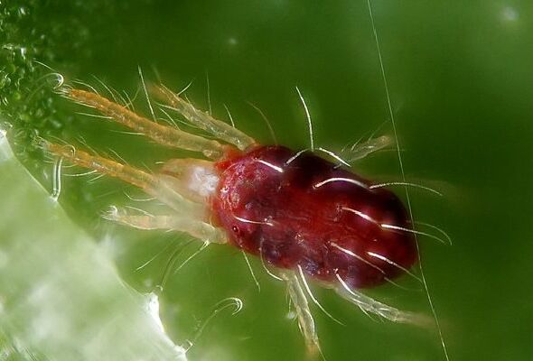 Les acariens tétranyques dans le viseur des auxiliaires Koppert