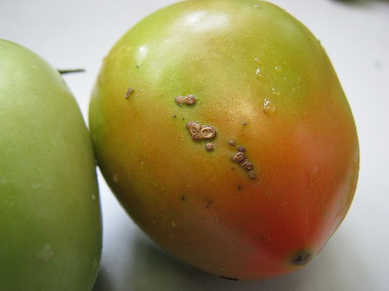 Tomato damaged with bacterial spots of Xanthomonas vesicatoria