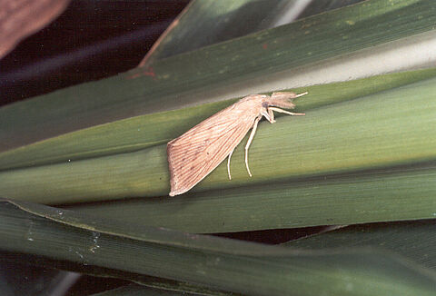 Sugarcane stalk borer