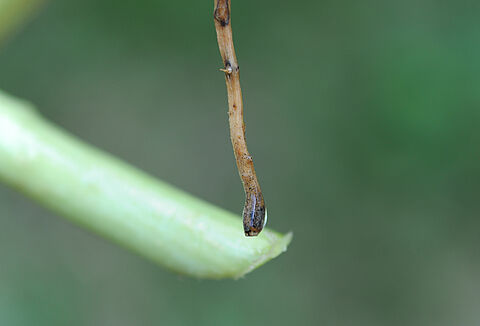 Pourriture noire (Black rot) des racines de cucurbitacées