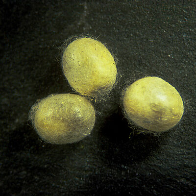 Chrysoperla carnea stade nymphal