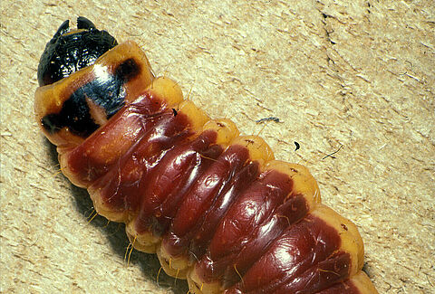 Cossus gâte-bois