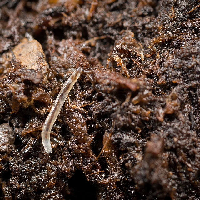 Sciarid fly Bradysia paupera Larval stage