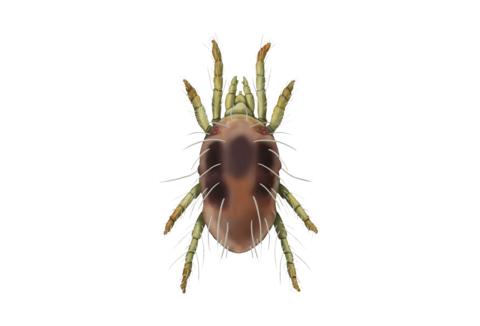 Tétranyques et autres acariens