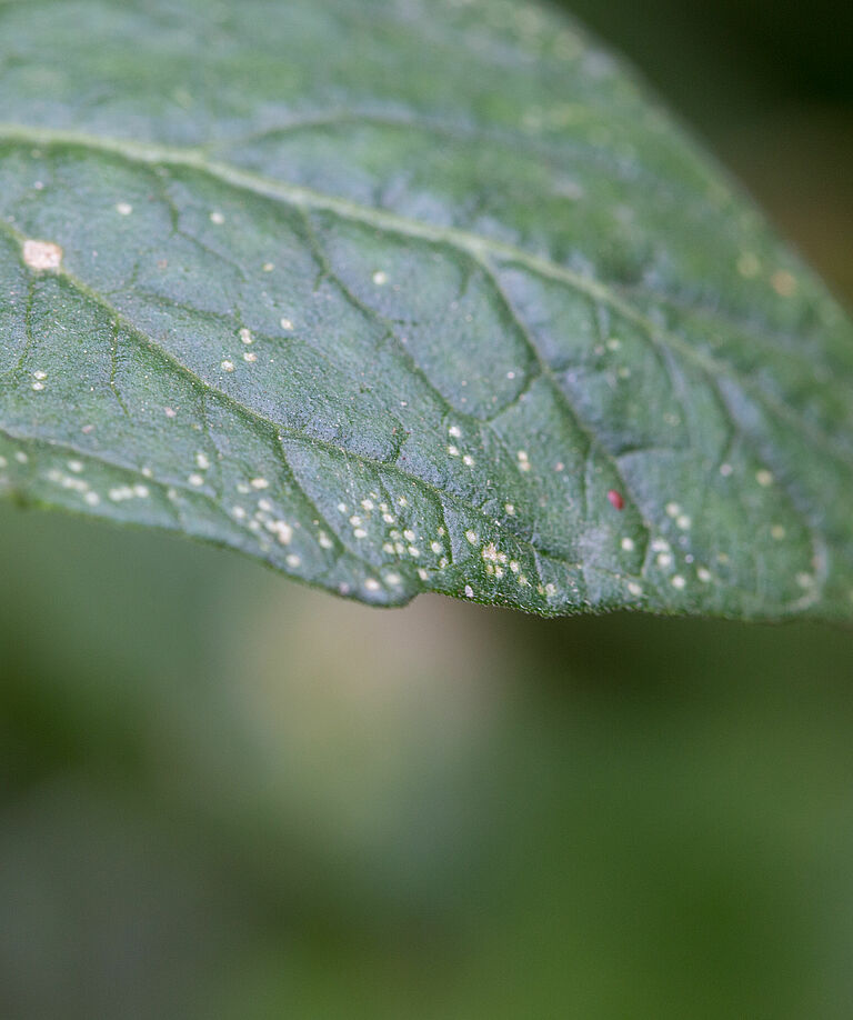 Damage caused by the Tomato leaf miner Liriomyza bryoniae