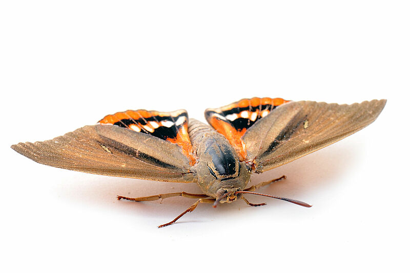 Paysandisia_archon_Koppert_BIological_Systems-2.jpg